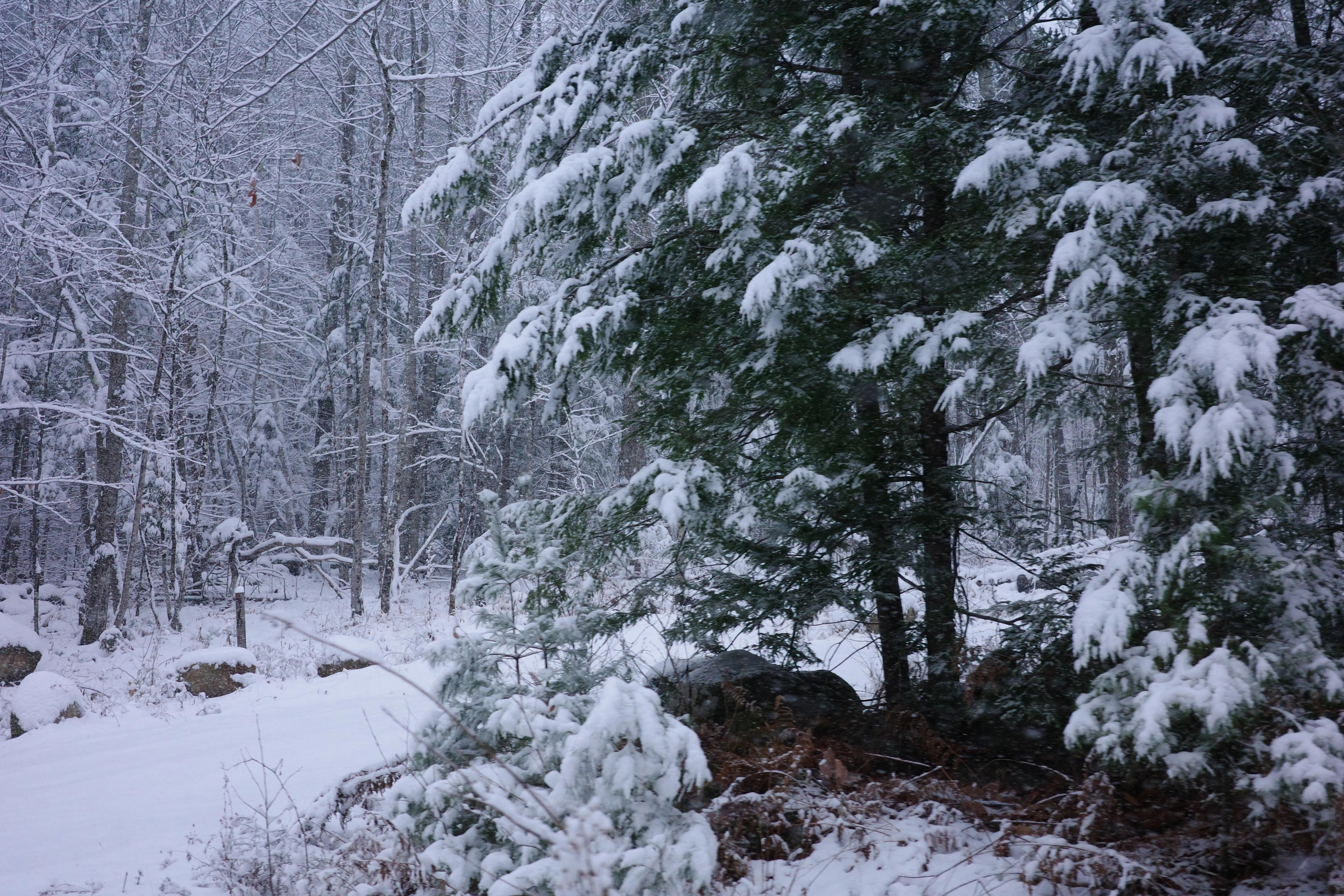 Tree with snow